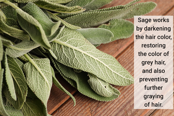 sage helps darken the hair color and prevents graying